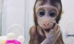 猴子爆料最新视频大全在线观看,最新视频大全精彩瞬间，在线观看不容错过！